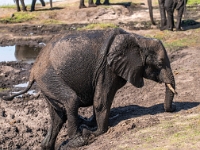 Rezerwat w Chobe (Botswana)